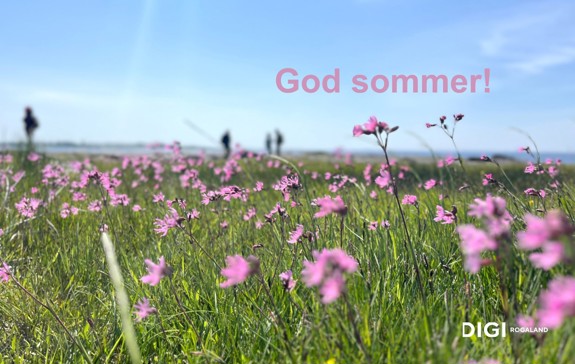 Rosa blomster i en gresseng ved sjøren